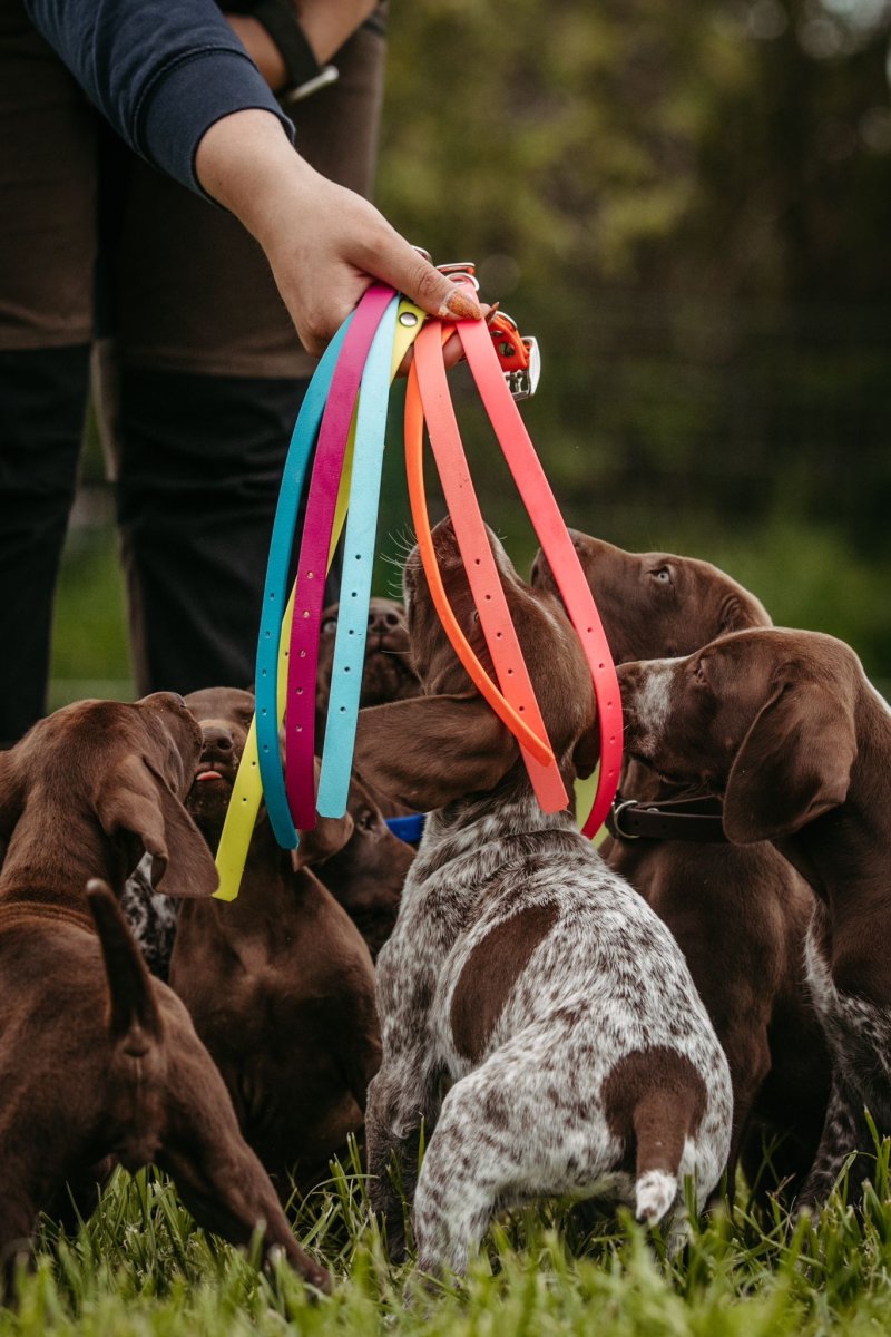 Preview: Welpenhalsband mit Aufdruck