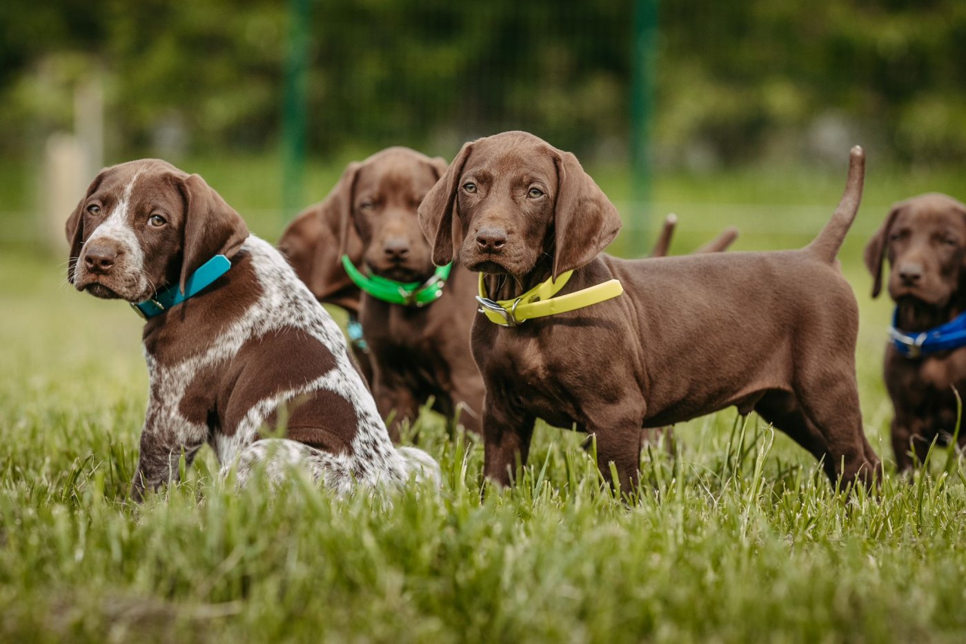 Preview: Welpenhalsband aus Biothane®