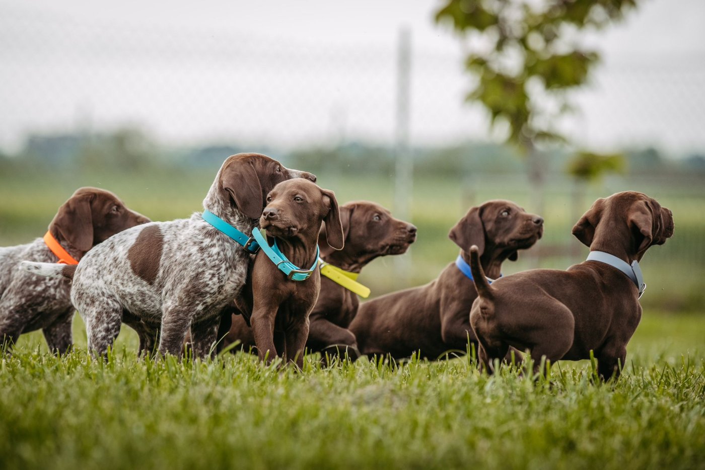 Welpenhalsband aus Biothane®