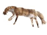 Fuchsdummy 3-teilig 3,5 kg regional