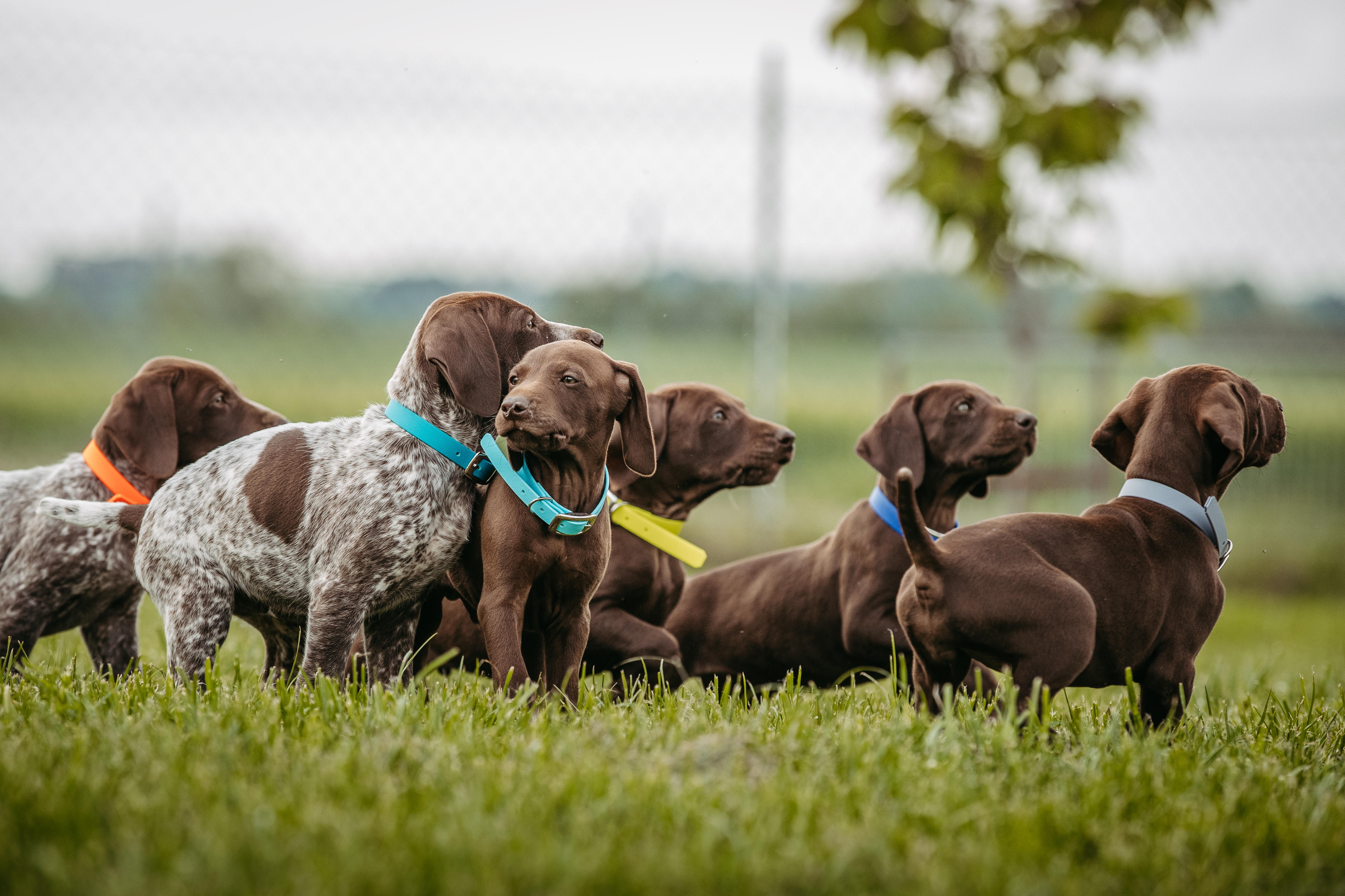 sensitiv nassfutter für hunde Black Canyon Sensitiv Pferd