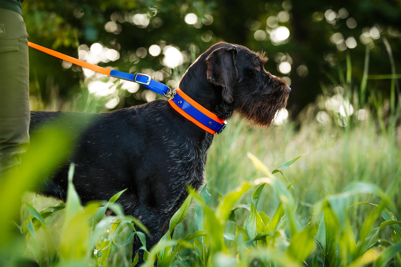 Halsband und Leine mit Druck - Dummys